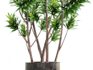 dracaena tree Modelo 3D