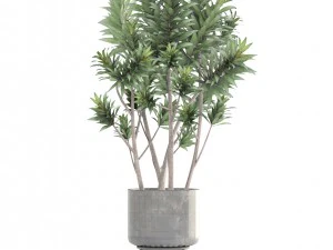 dracaena tree 3D Model