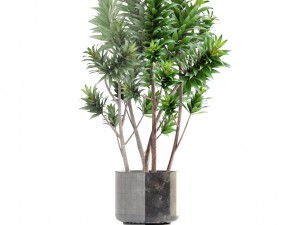 dracaena tree Modelo 3D