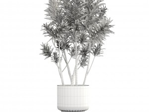 dracaena tree Modelo 3D