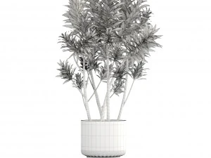 dracaena tree 3D Model