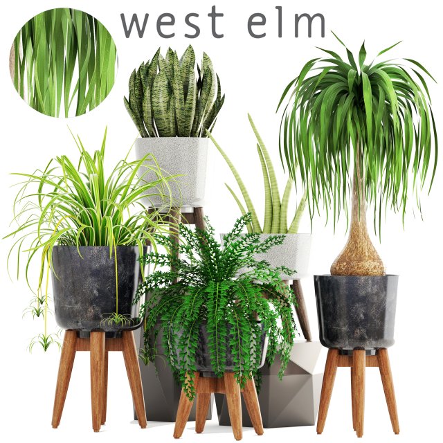collection of plants 3D 模型 .c4d .max .obj .3ds .fbx .stl .blend 