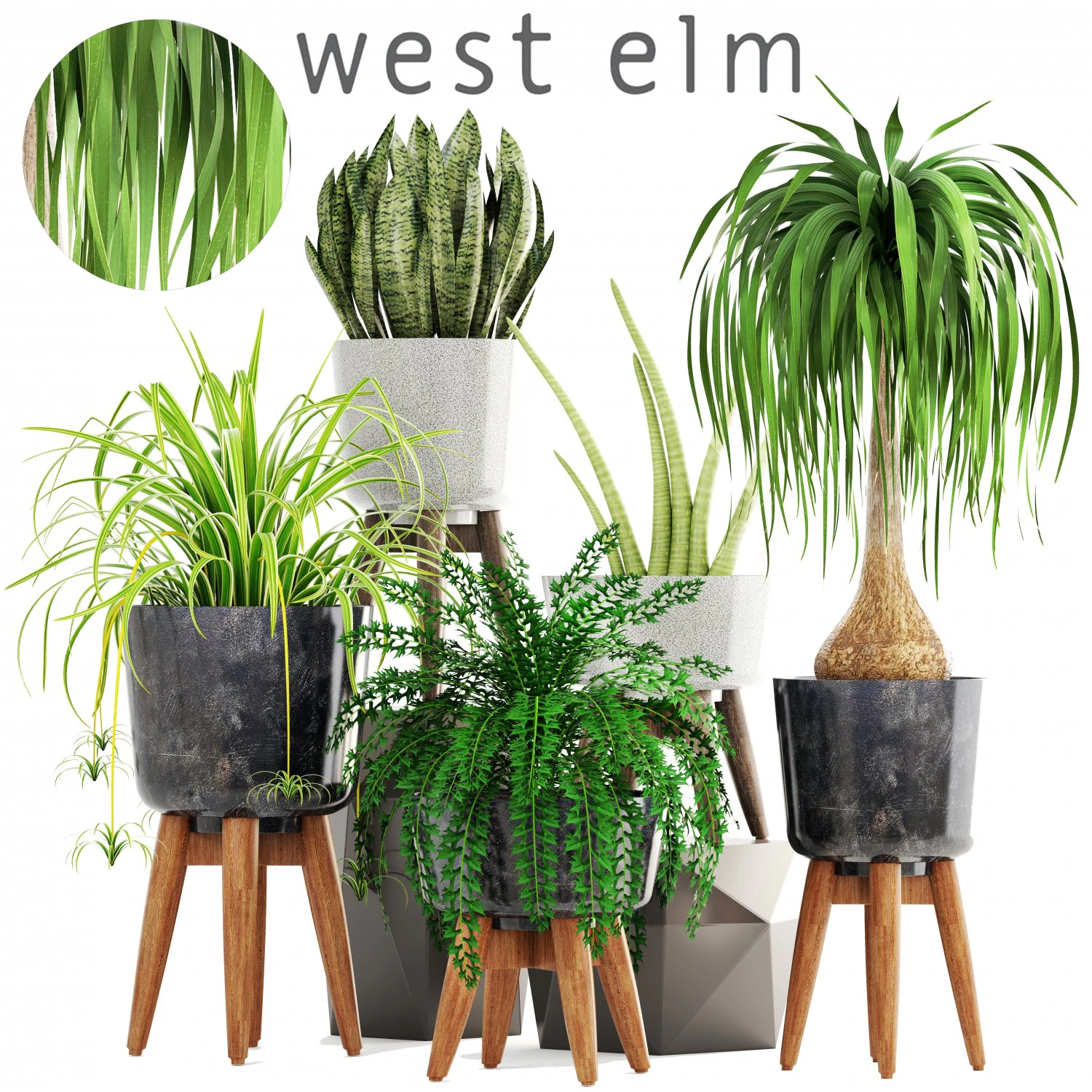 collection of plants 3D Model .c4d .max .obj .3ds .fbx .stl .blend