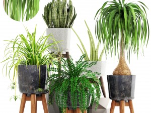 collection of plants 3Dモデル