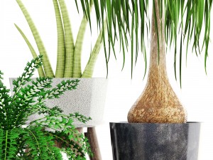 collection of plants 3D 模型