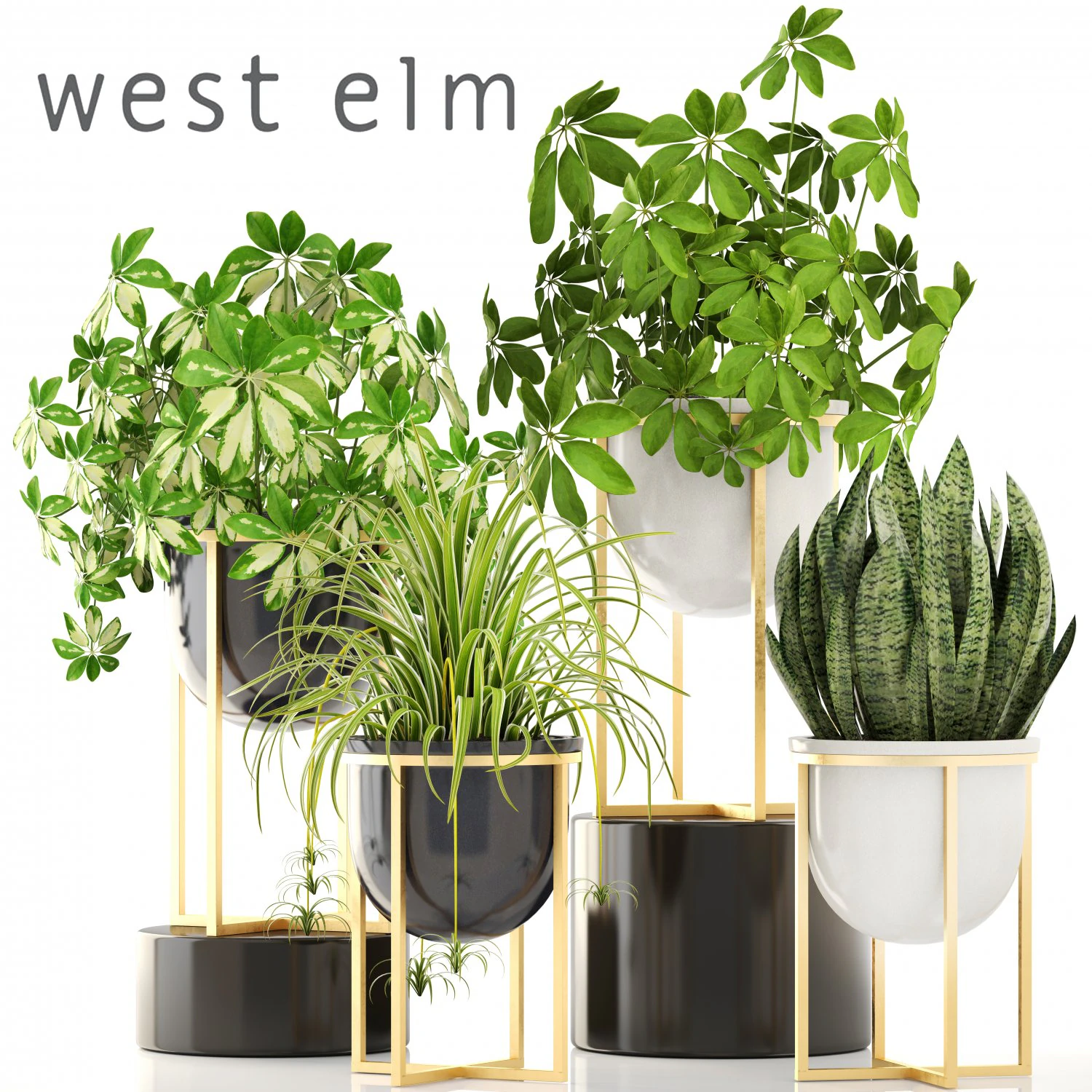 collection plants 3D Model .c4d .max .obj .3ds .fbx .stl .blend