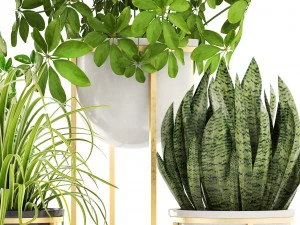 collection plants 3D Model