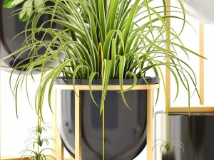 collection plants 3D Model