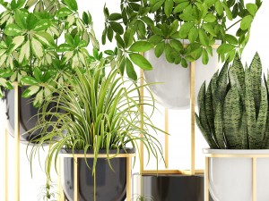 collection plants 3D-Modell