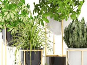 collection plants 3D Model