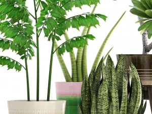 collection plants 3D Model