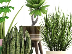 collection plants 3D मॉडल