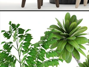 collection plants 3D Model