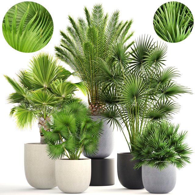 collection palms 3Dモデル .c4d .max .obj .3ds .fbx .stl .blend 