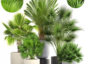 collection palms 3D Model