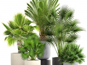 collection palms 3Dモデル