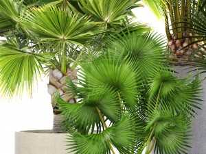 collection palms 3Dモデル
