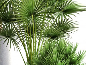 collection palms 3Dモデル
