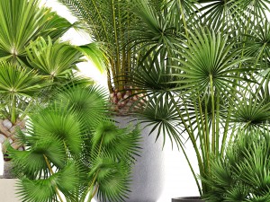 collection palms 3Dモデル