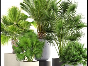 collection palms 3Dモデル