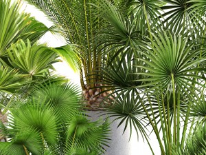 collection palms 3Dモデル