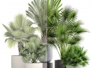 collection palms 3Dモデル