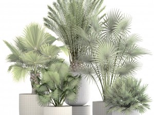 collection palms 3Dモデル