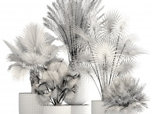 collection palms 3Dモデル