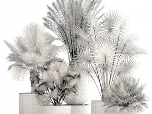 收藏棕榈树 3D 模型