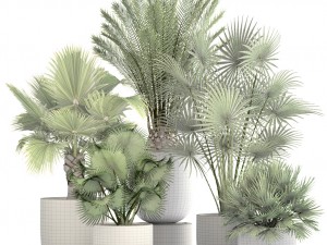 collection palms 3Dモデル
