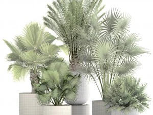 收藏棕榈树 3D 模型