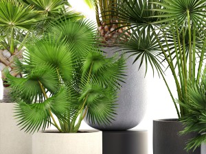 collection palms 3Dモデル