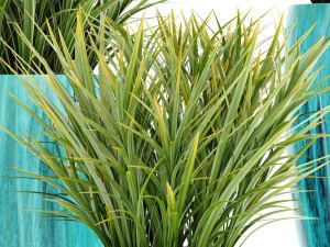 collection plants 3D Model