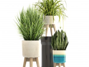 collection plants Modello 3D