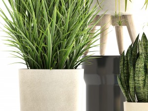collection plants Modello 3D