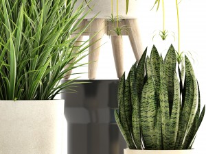 collection plants Modello 3D