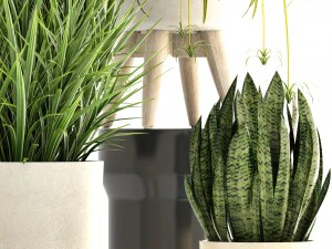 collection plants 3D Model