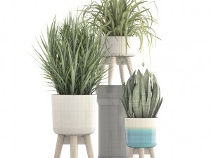 collection plants Modello 3D