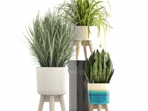 collection plants Modello 3D