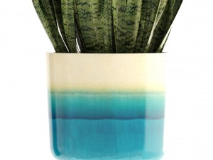 collection plants Modello 3D