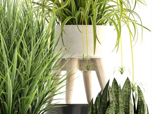 collection plants Modello 3D