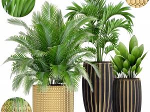 collection plants 3D Model
