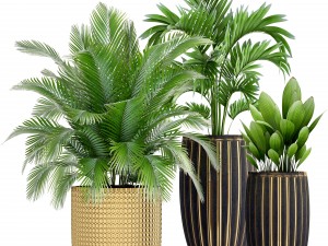 collection plants 3D Model