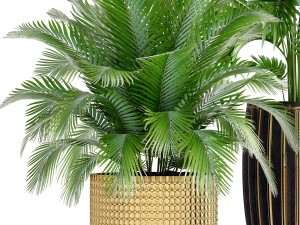 collection plants 3D Model