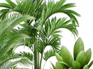 collection plants 3D Model