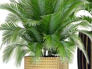 collection plants 3D Model