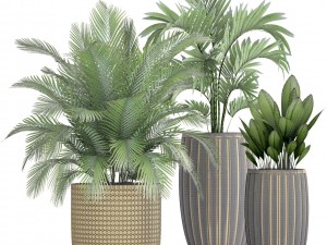 collection plants 3D Model