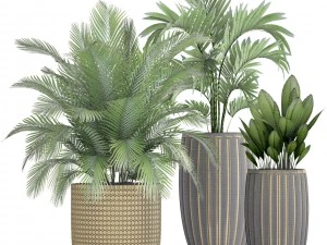 collection plants 3D Model