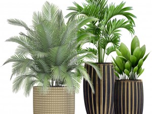 collection plants 3D Model