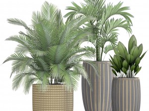 collection plants 3D Model